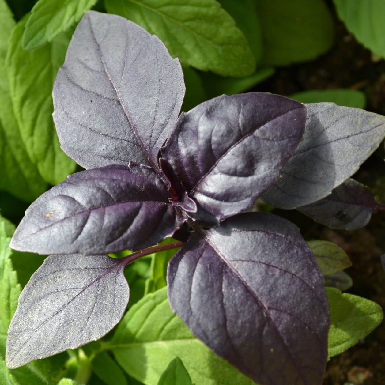 Purple Stem Basil Seeds - Herbal Plant