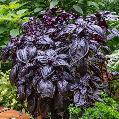 Purple Stem Basil Seeds - Herbal Plant