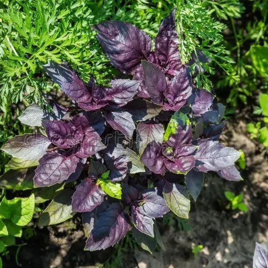 Purple Stem Basil Seeds - Herbal Plant