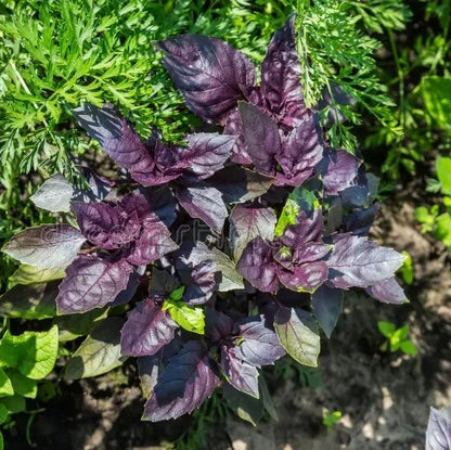 Purple Stem Basil Seeds - Herbal Plant