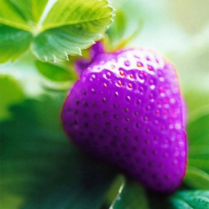 Purple Strawberry Seeds 