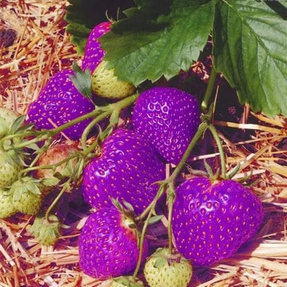 Purple Strawberry Seeds 