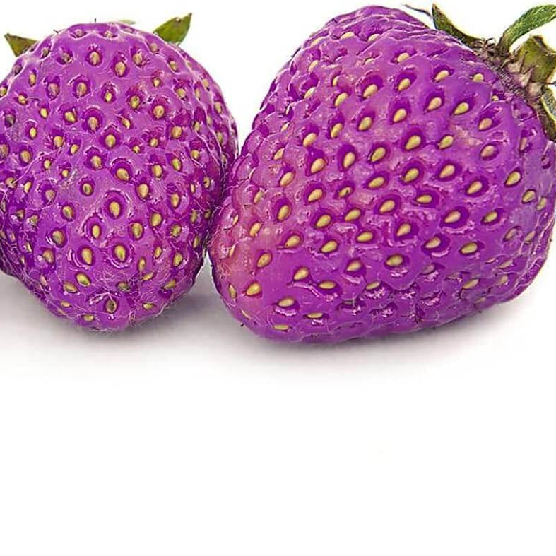 Purple Strawberry Seeds 