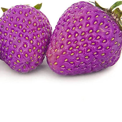 Purple Strawberry Seeds 