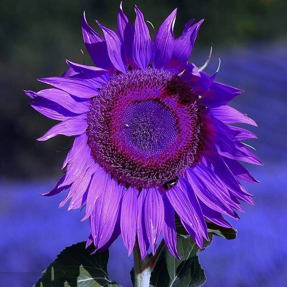 Purple Sunflower Seeds - Heirloom Flower Plant for Home Gardens