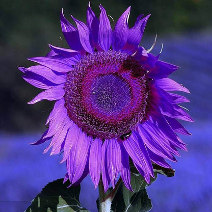 Purple Sunflower Seeds - Heirloom Flower Plant for Home Gardens