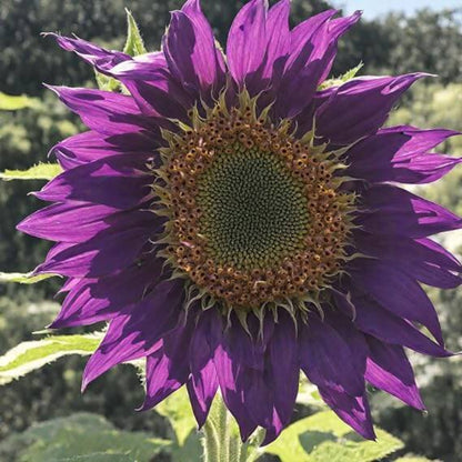Purple Sunflower Seeds - Heirloom Flower Plant for Home Gardens