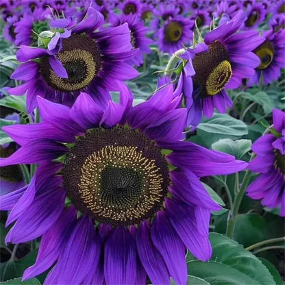 Purple Sunflower Seeds - Heirloom Flower Plant for Home Gardens