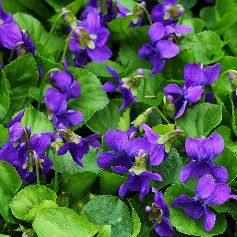 Purple Sweet Violet Seeds
