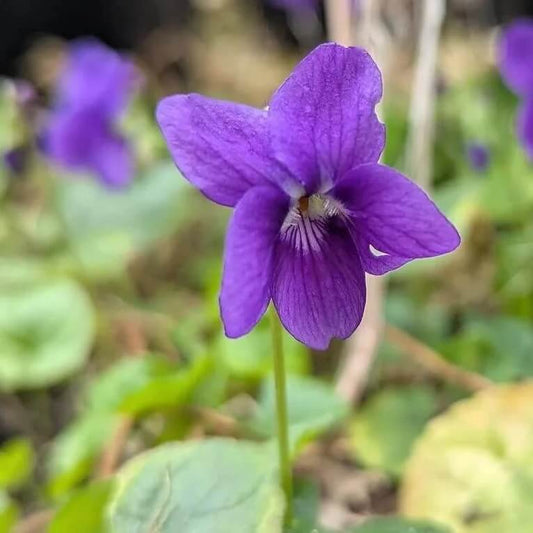 Purple Sweet Violet Seeds