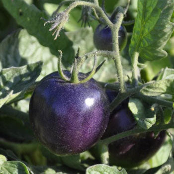 Purple Tomato Seeds - Heirloom Vegetable Plant for Home Gardens