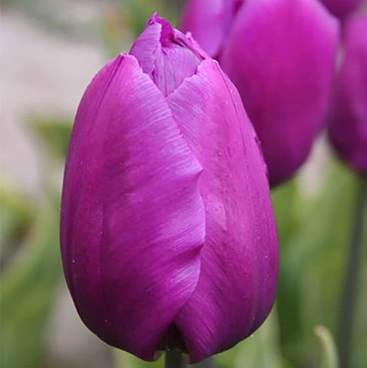 Purple Tulip Seeds - Heirloom Flower Plant for Home Gardens