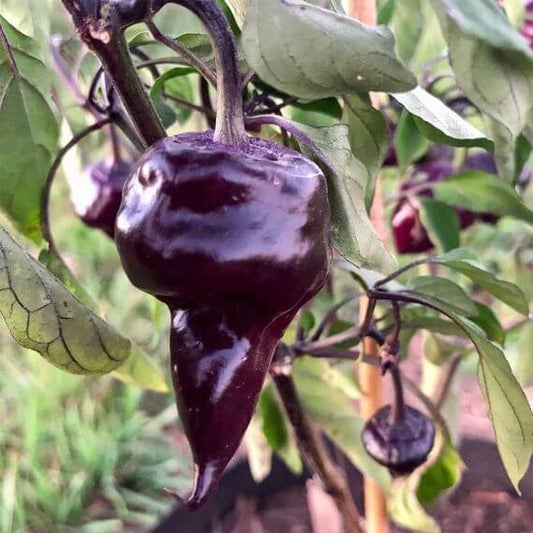 Purple Ufo Pepper Seeds - Heirloom Vegetable Plant for Home Gardens
