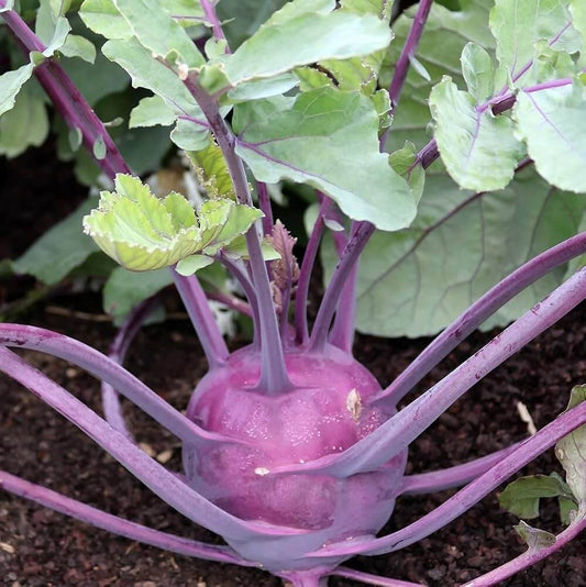 Purple Vienna Kohlrabi Seeds