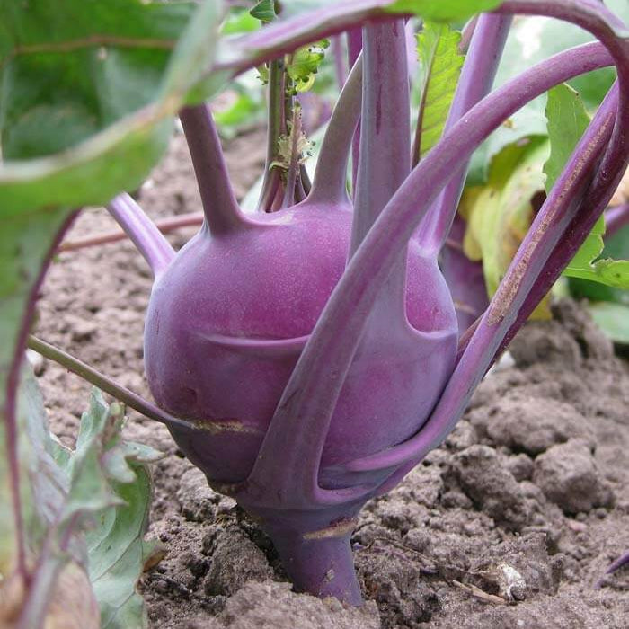 Purple Vienna Kohlrabi Seeds
