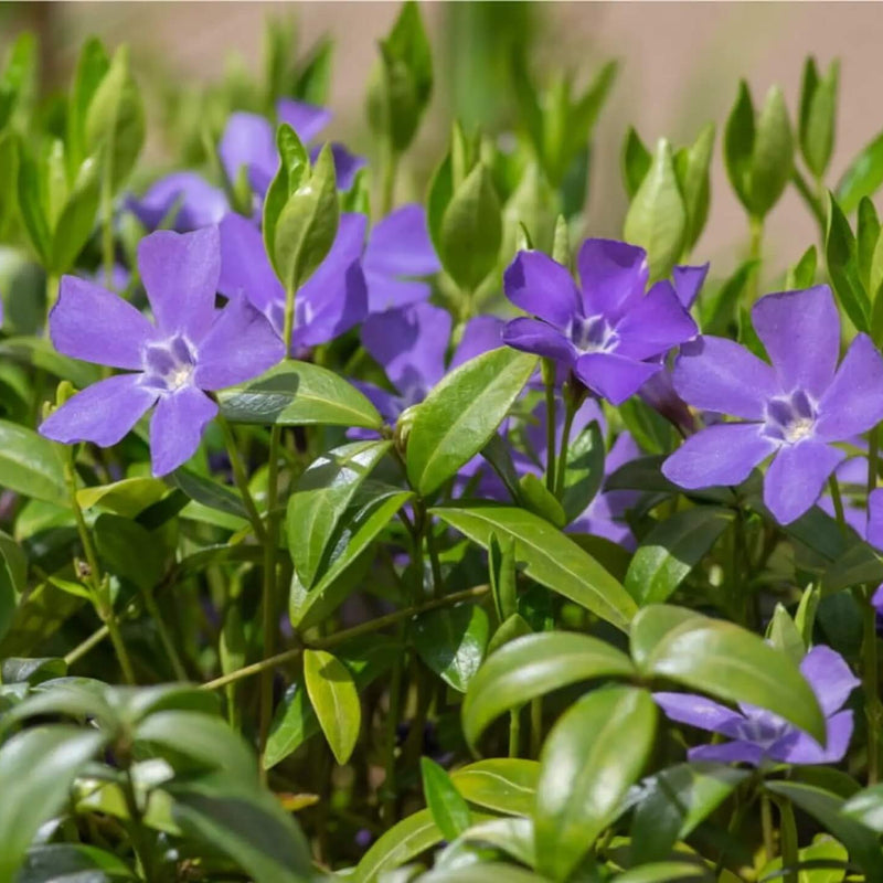 Purple Vinca Seeds