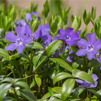 Purple Vinca Seeds