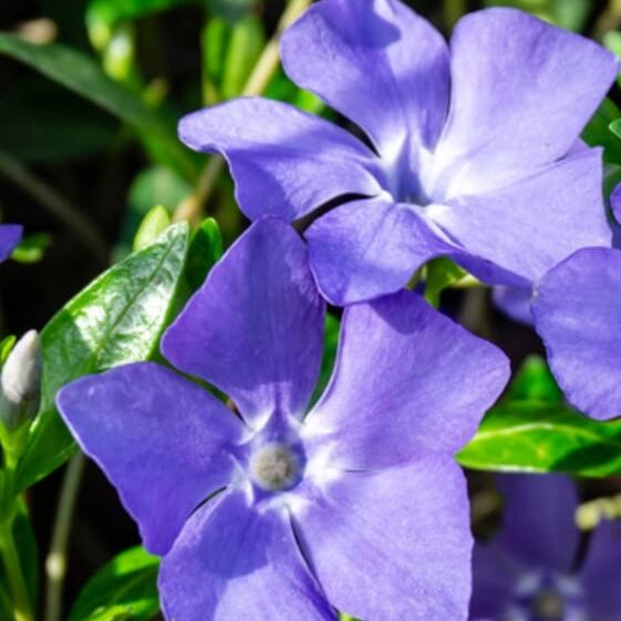 Purple Vinca Seeds