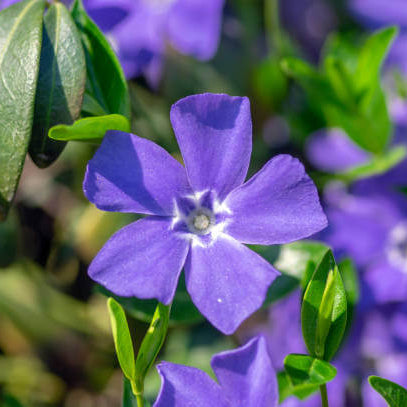 Purple Vinca Seeds