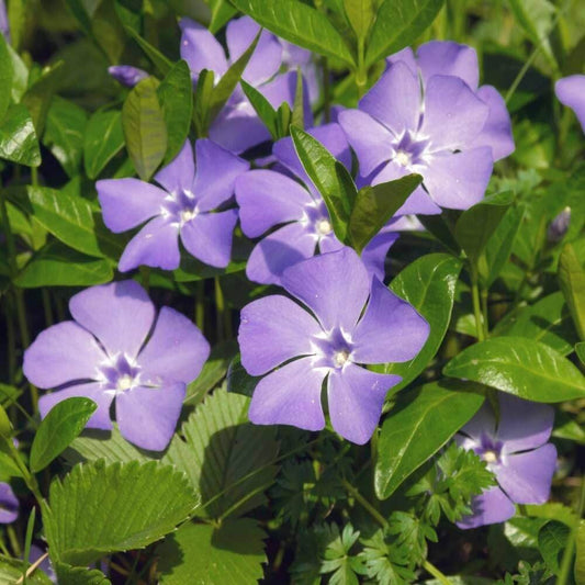 Purple Vinca Seeds