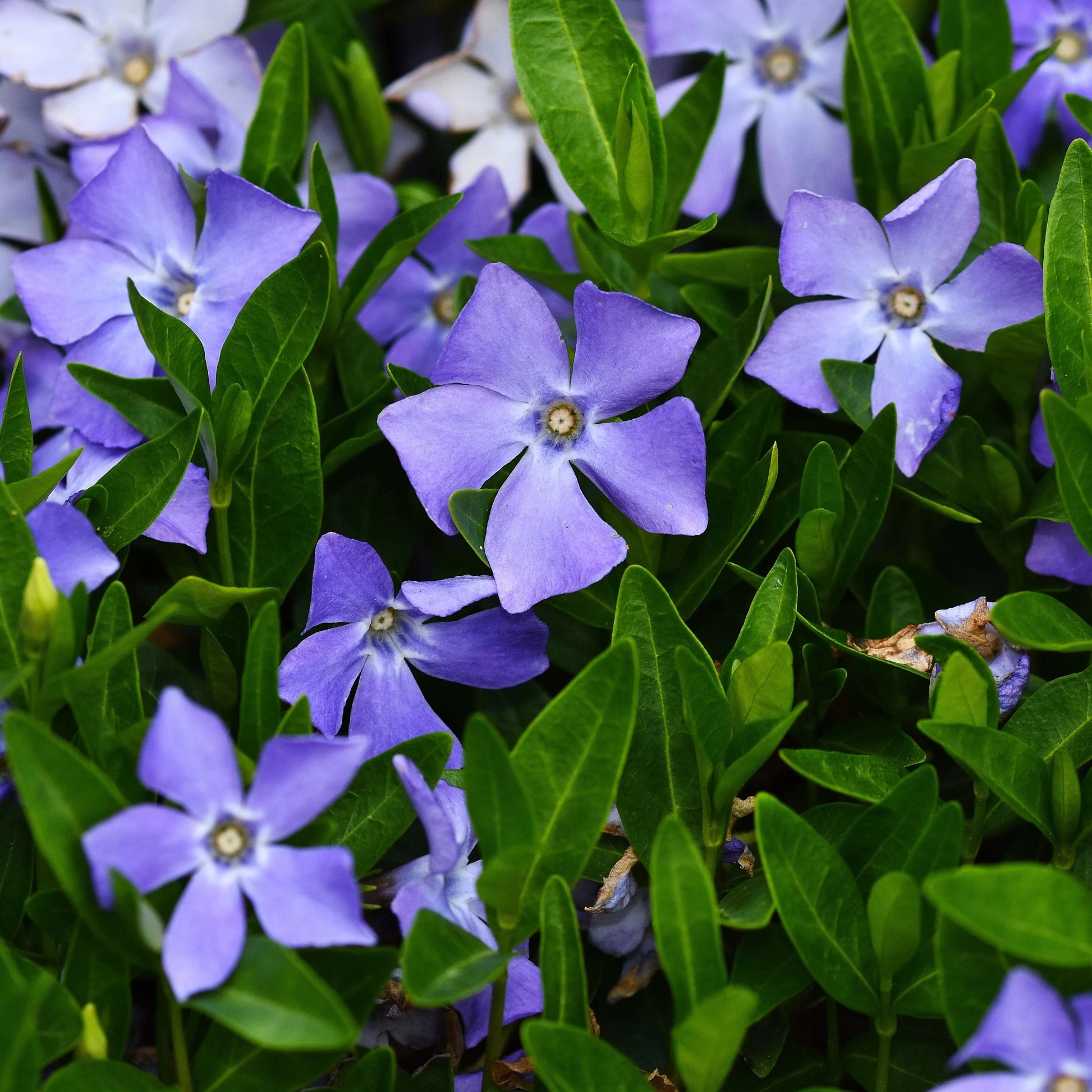 Purple Vinca Seeds
