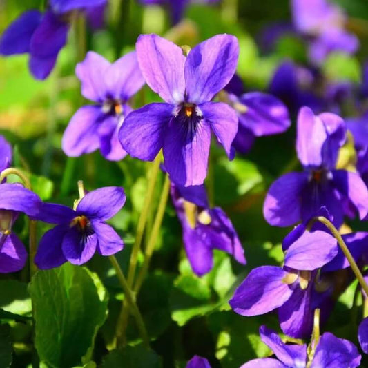 Purple Violet Seeds