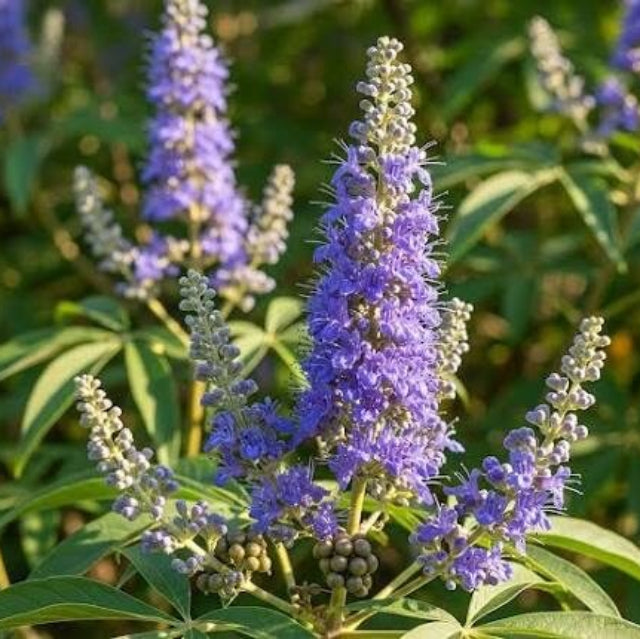 Purple Vitex Agnus-castus Seeds 
