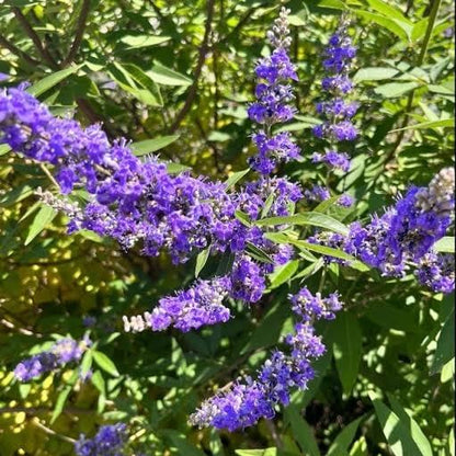 Purple Vitex Agnus-castus Seeds 