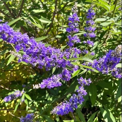 Purple Vitex Agnus-castus Seeds 