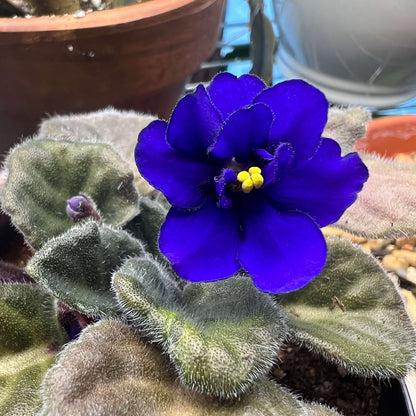 Purple White African Violet Seeds - Flower Plant