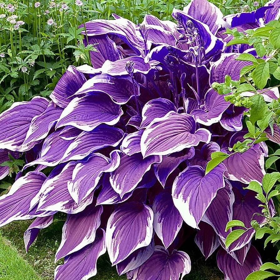 Purple & White Hosta Seeds
