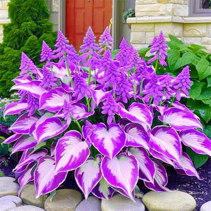 Purple & White Hosta Seeds