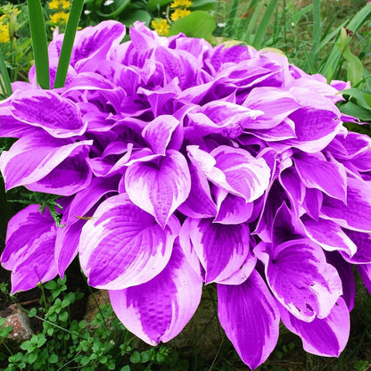 Purple & White Hosta Seeds