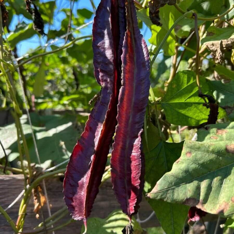 Purple Winged Bean Seeds 