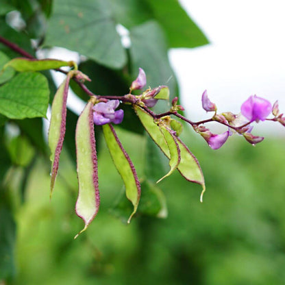 Purple Winged Bean Seeds 