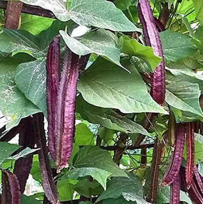 Purple Winged Bean Seeds 