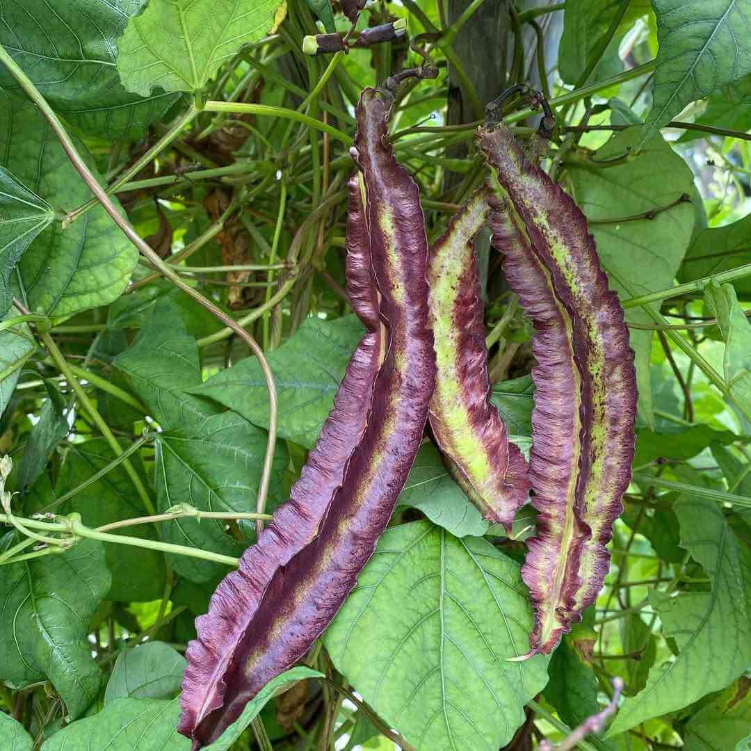 Purple Winged Bean Seeds 