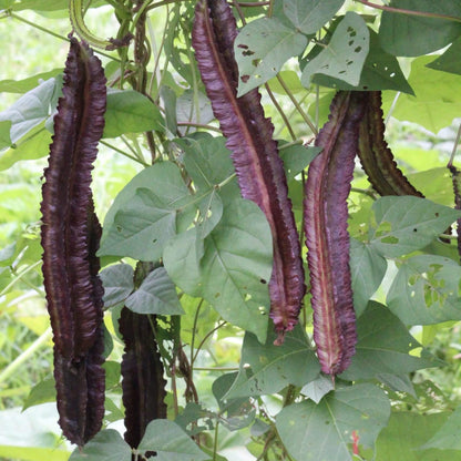 Purple Winged Bean Seeds 