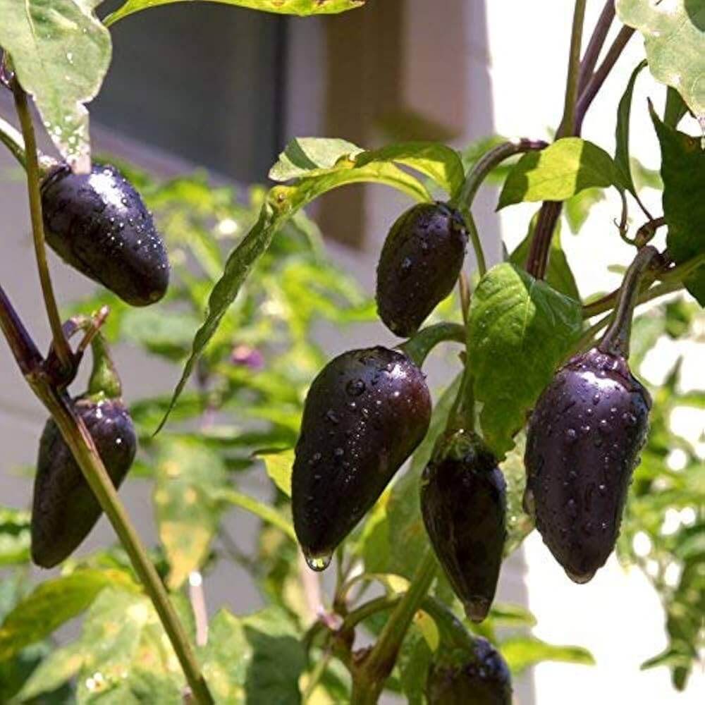 Purple jalapeno seeds - Vegetable Plant