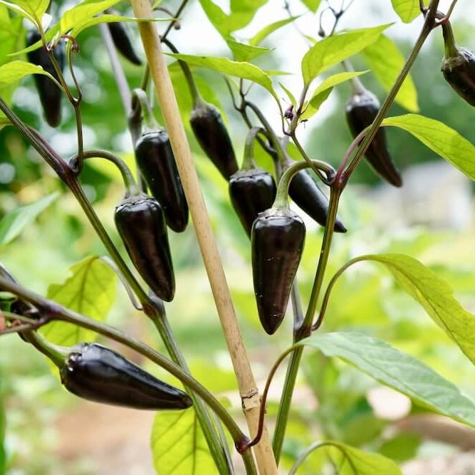Purple jalapeno seeds - Vegetable Plant