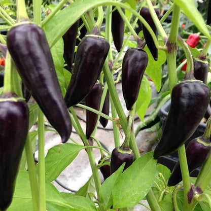 Purple jalapeno seeds - Vegetable Plant