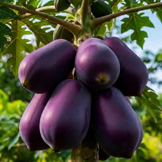 Purple papaya seeds