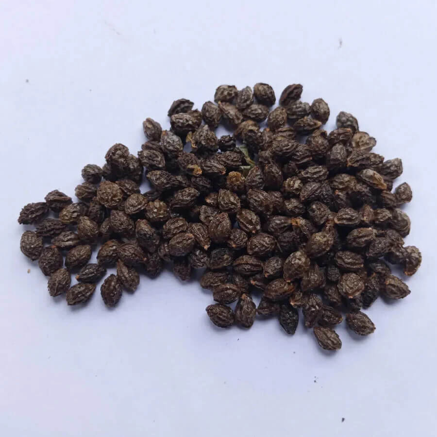 Purple papaya seeds