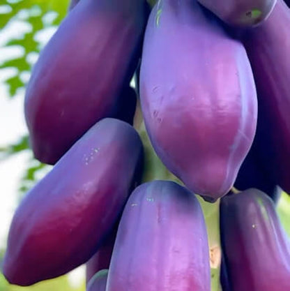 Purple papaya seeds