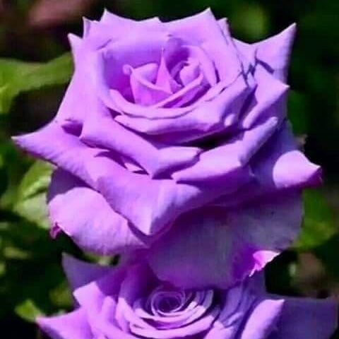 Purple rose seeds - Flower Plant
