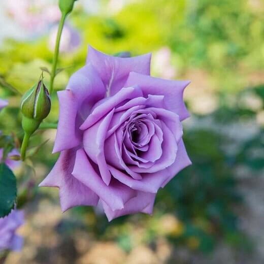 Purple rose seeds - Flower Plant