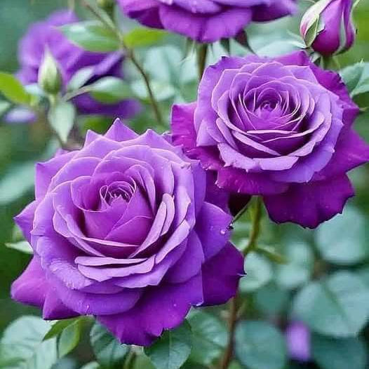 Purple rose seeds - Flower Plant