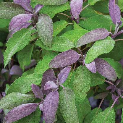Purple sage seeds - Vegetable Plant