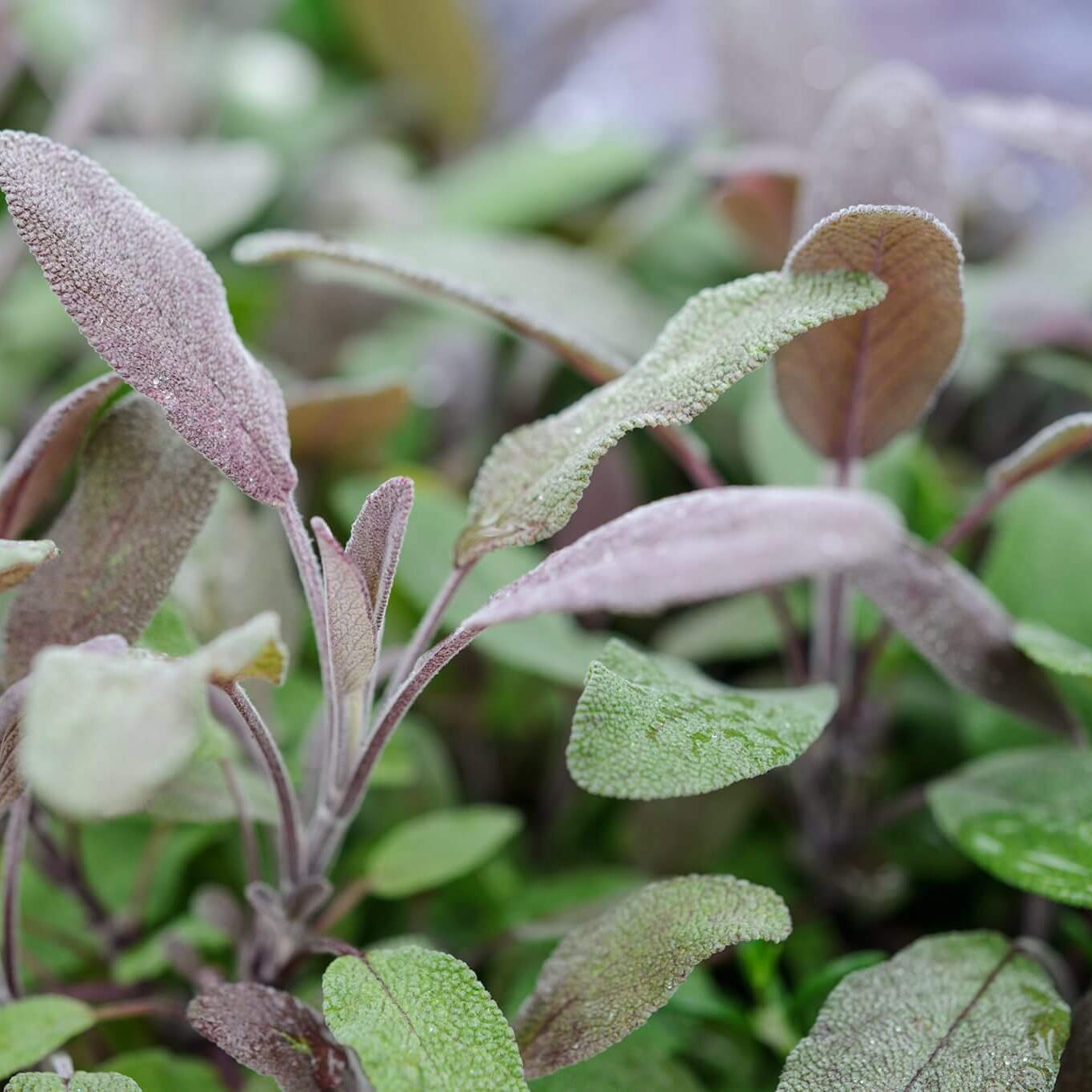 Purple sage seeds - Vegetable Plant
