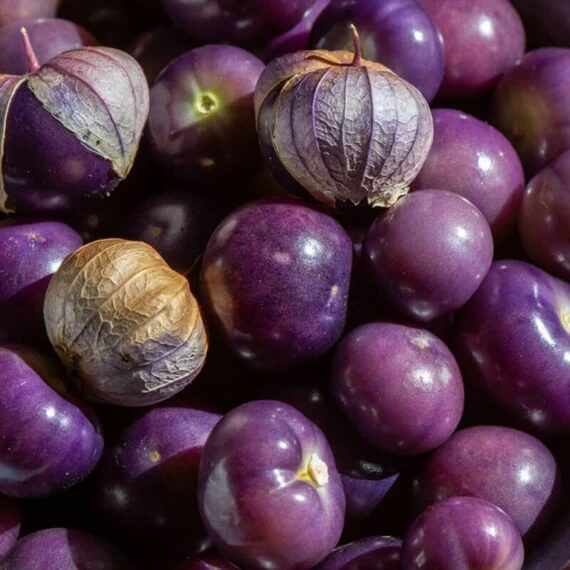 Purple tomatillo seeds - Vegetable Plant